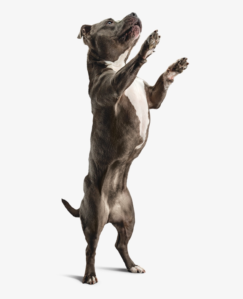 Ingredients - Dog Yawns, transparent png download