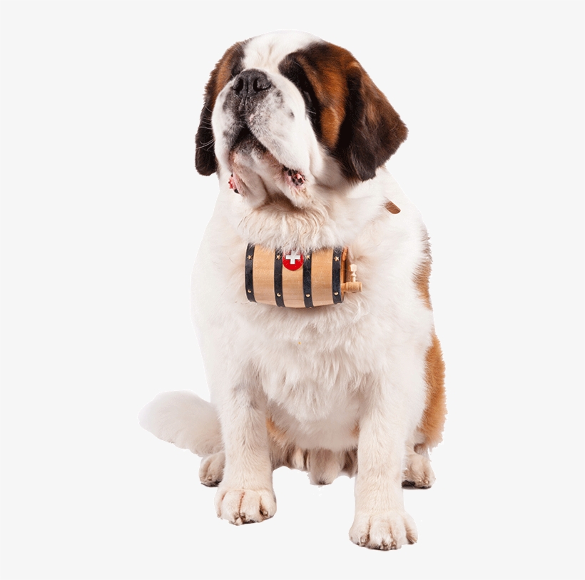 Dog Catches Something, transparent png download