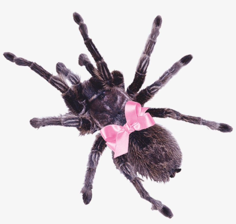 Cute Sticker - Tarantula Png, transparent png download