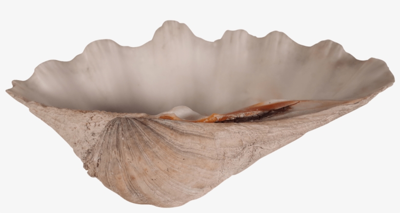 Clam Shell - Shell, transparent png download