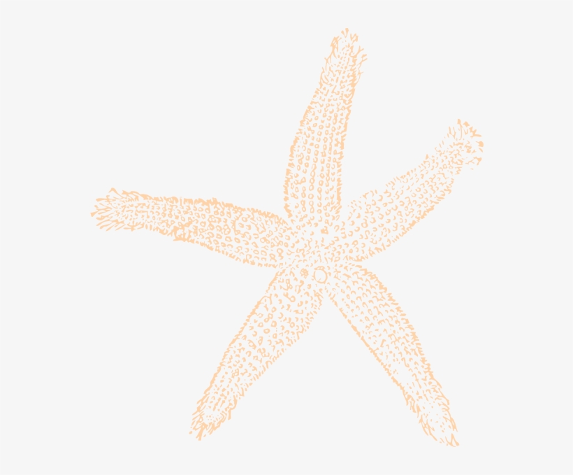 Free Vector Star Fish, transparent png download