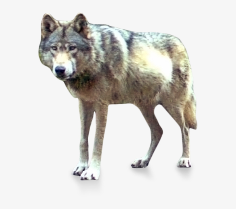 Or-7, The Wolf Also Known As Journey - Canis Lupus Tundrarum, transparent png download