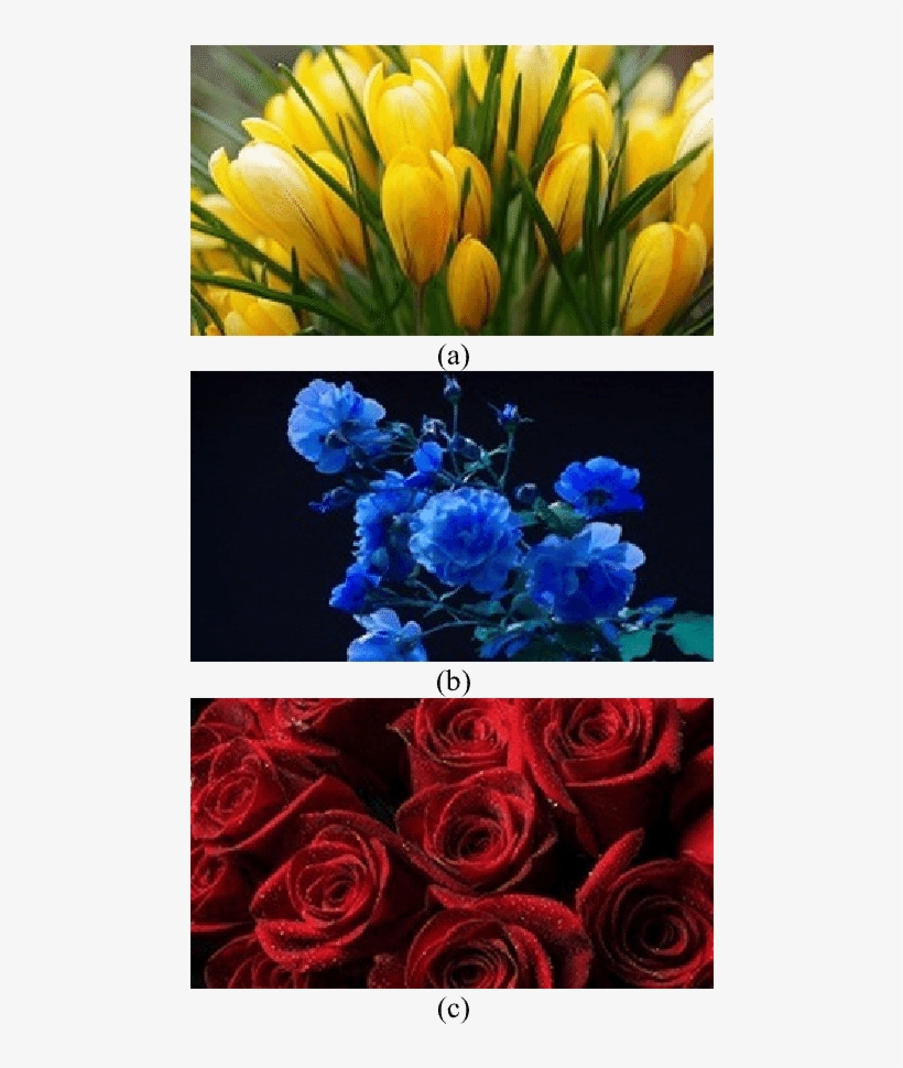 Cover Image Used { Tulips - Crocus, transparent png download