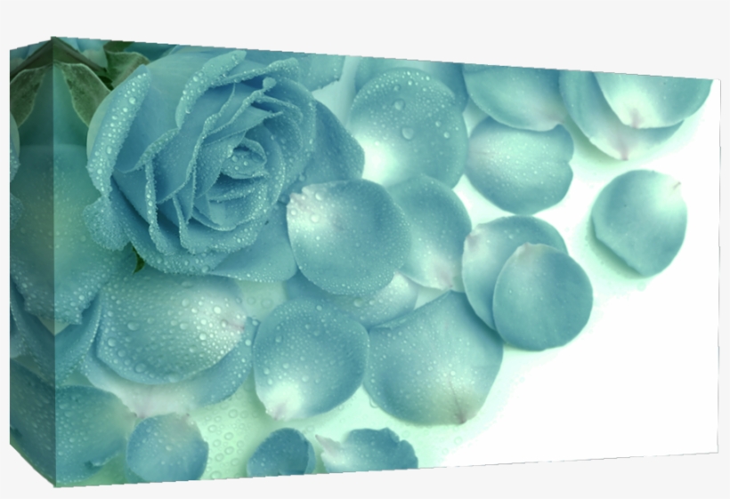 Blueroseraindropsmall - Beautiful Rose, transparent png download