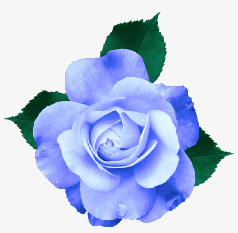 Mq Sticker - Purple Rose No Background, transparent png download