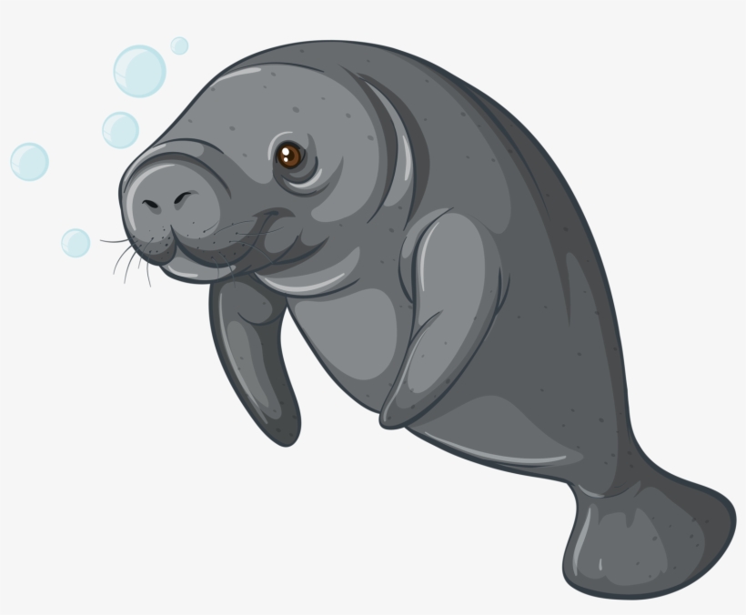 Png Album Ⓒ - Sea Cow Clipart, transparent png download
