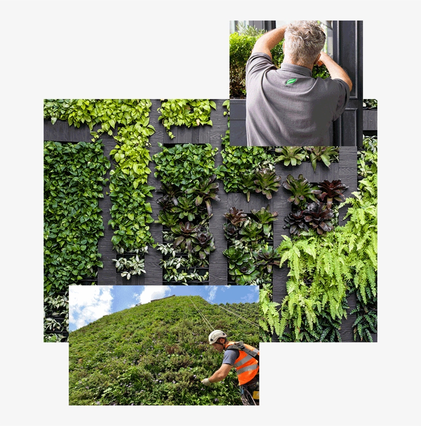 Living Wall Maintenance Team - Green Vertical Garden, transparent png download