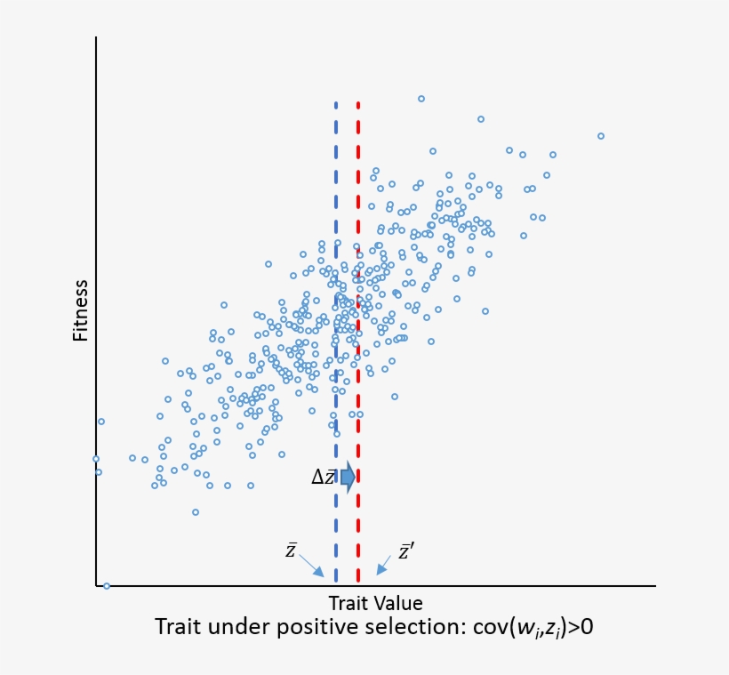 Example Of Price Equation For A Trait Under Positive - Plot, transparent png download