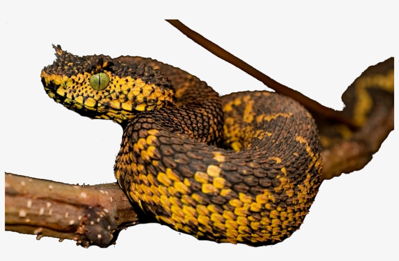 Matilda Horned Viper, transparent png download