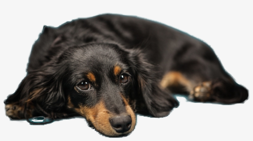 Original Image To Upload Uploaded Image With Background - Dog Gang Rape Indian, transparent png download