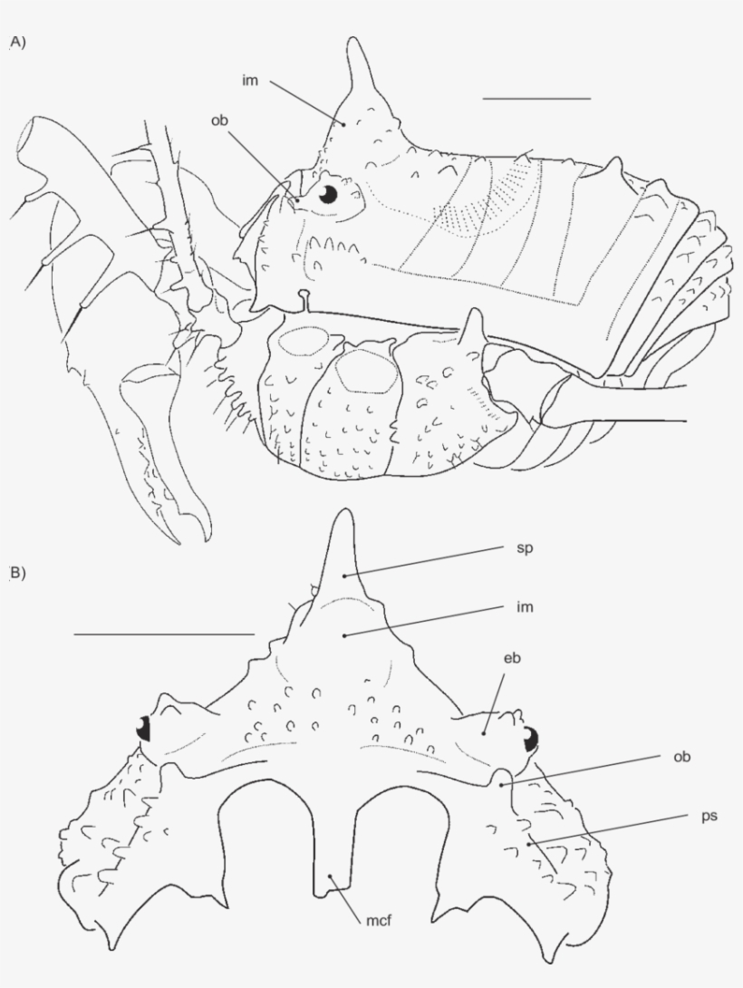 Female Lectotype , From Espiritu Santo, Vanuatu - Line Art, transparent png download