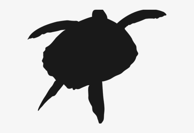 Drawn Turtle Transparent - Sea Turtle, transparent png download