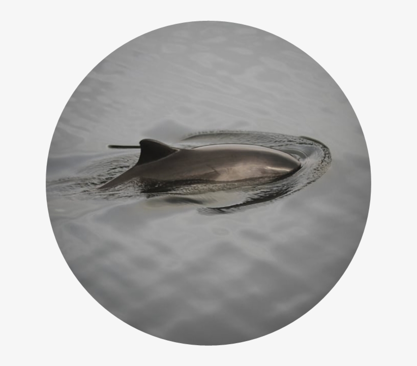 Porpoise Research - Whale Shark, transparent png download