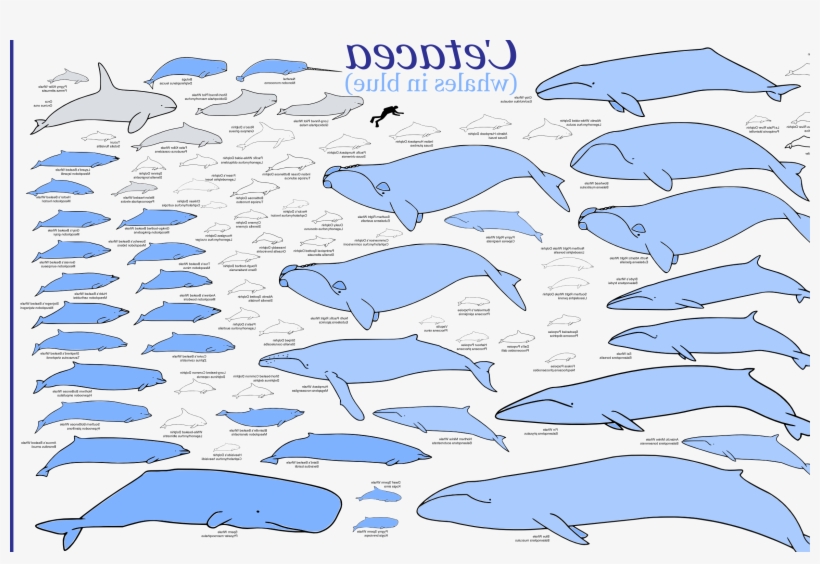 Gallery Description, transparent png download