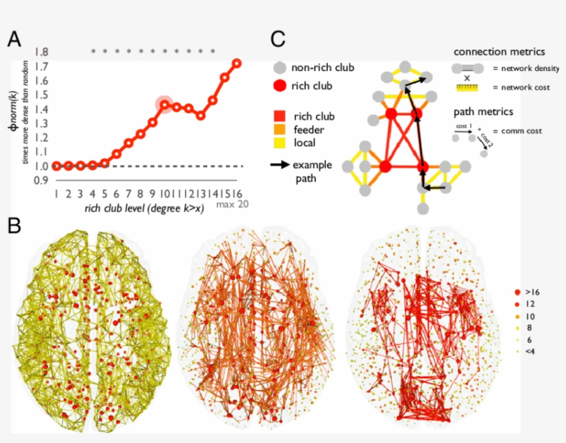 Rich Club Curve Relative To Random Model, Showing A - Teoria Dei Grafi Cervello, transparent png download