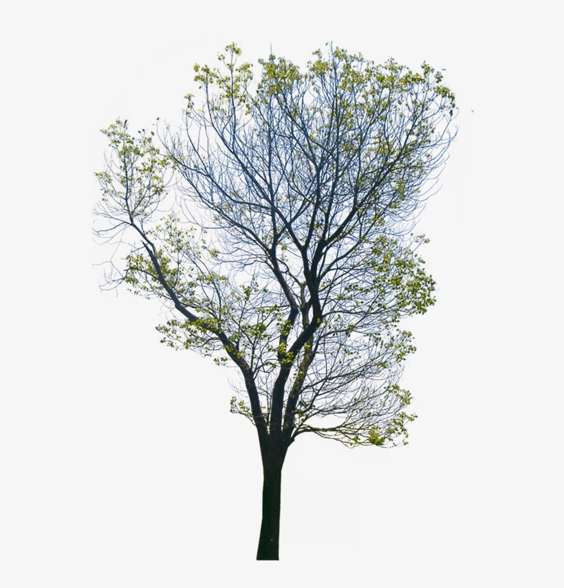 Com/png/wild Tree Png - Png Images Background, transparent png download