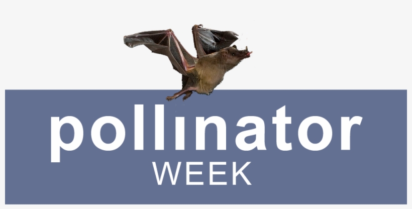 Pollinator Week Events - Iphone 2, transparent png download