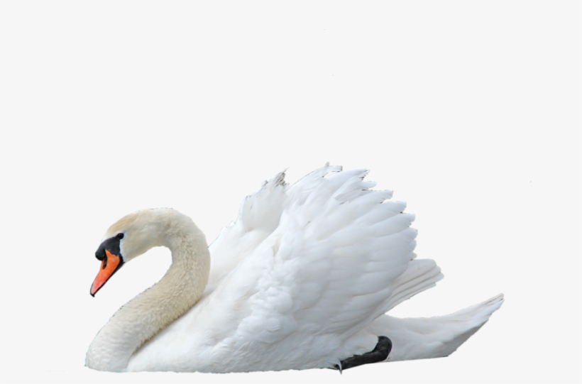 Download Png Transparent Images Backgrounds Pngriver - Swan Png, transparent png download