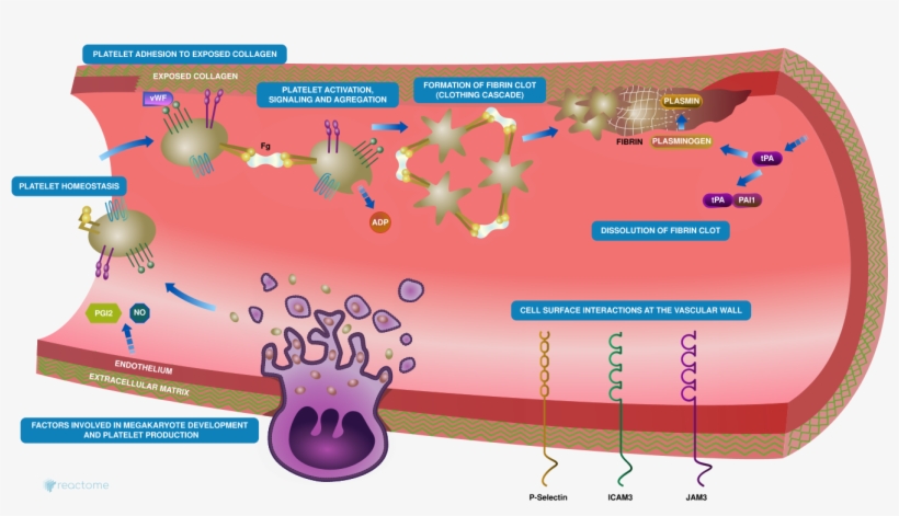 If You Are Interested In A Particular Reaction Or Entity, - Platelet Homeostasis, transparent png download