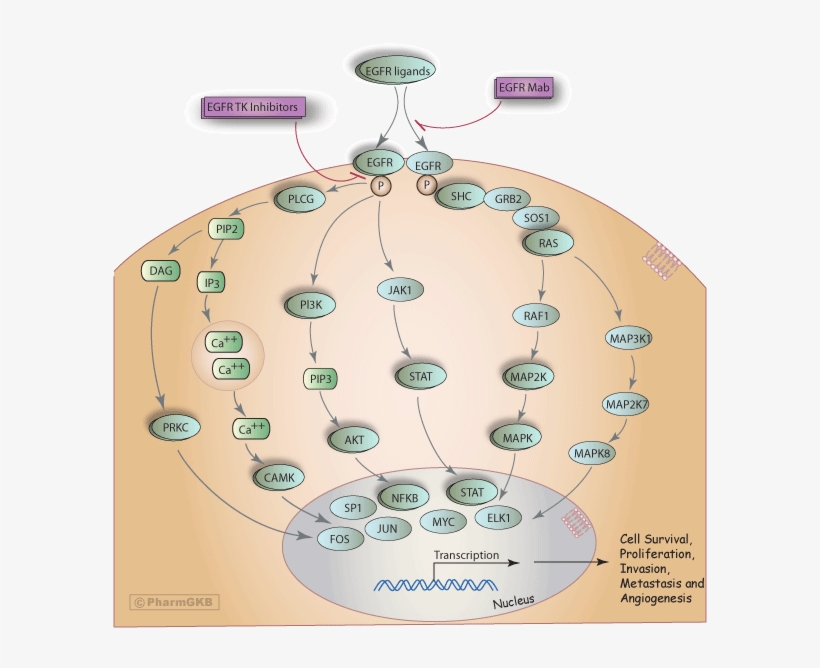 Egfr Inhibitor Pathway, Pharmacodynamics Diagram - Egfr Inhibitor, transparent png download