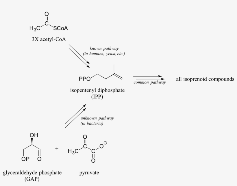 Over The Next Several Years, The Researchers Conducted - Diagram, transparent png download