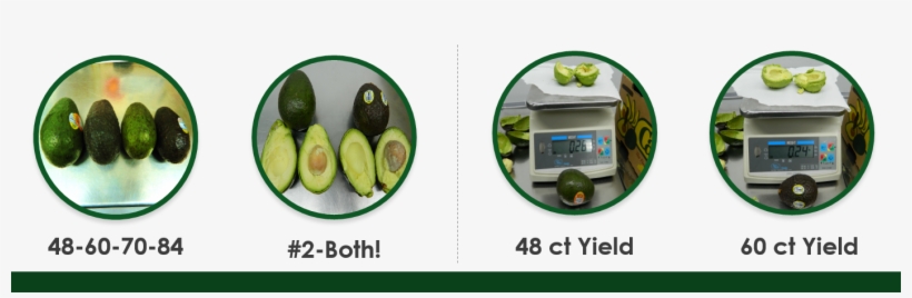 Avocado, transparent png download