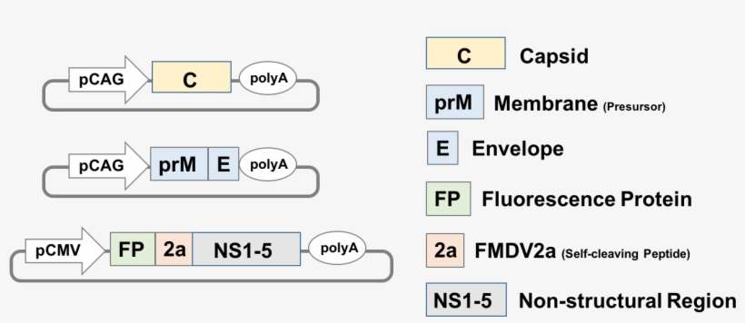 For The Pseudovirus Production, We Prepared Structural - Parts Of A Bridge, transparent png download