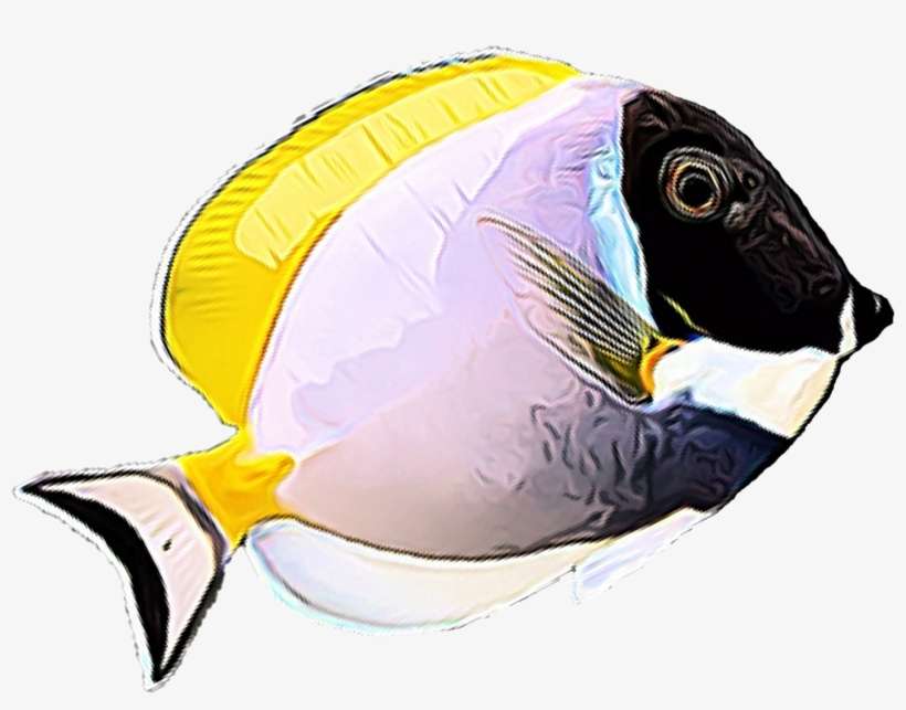 Use - Rock Beauty, transparent png download