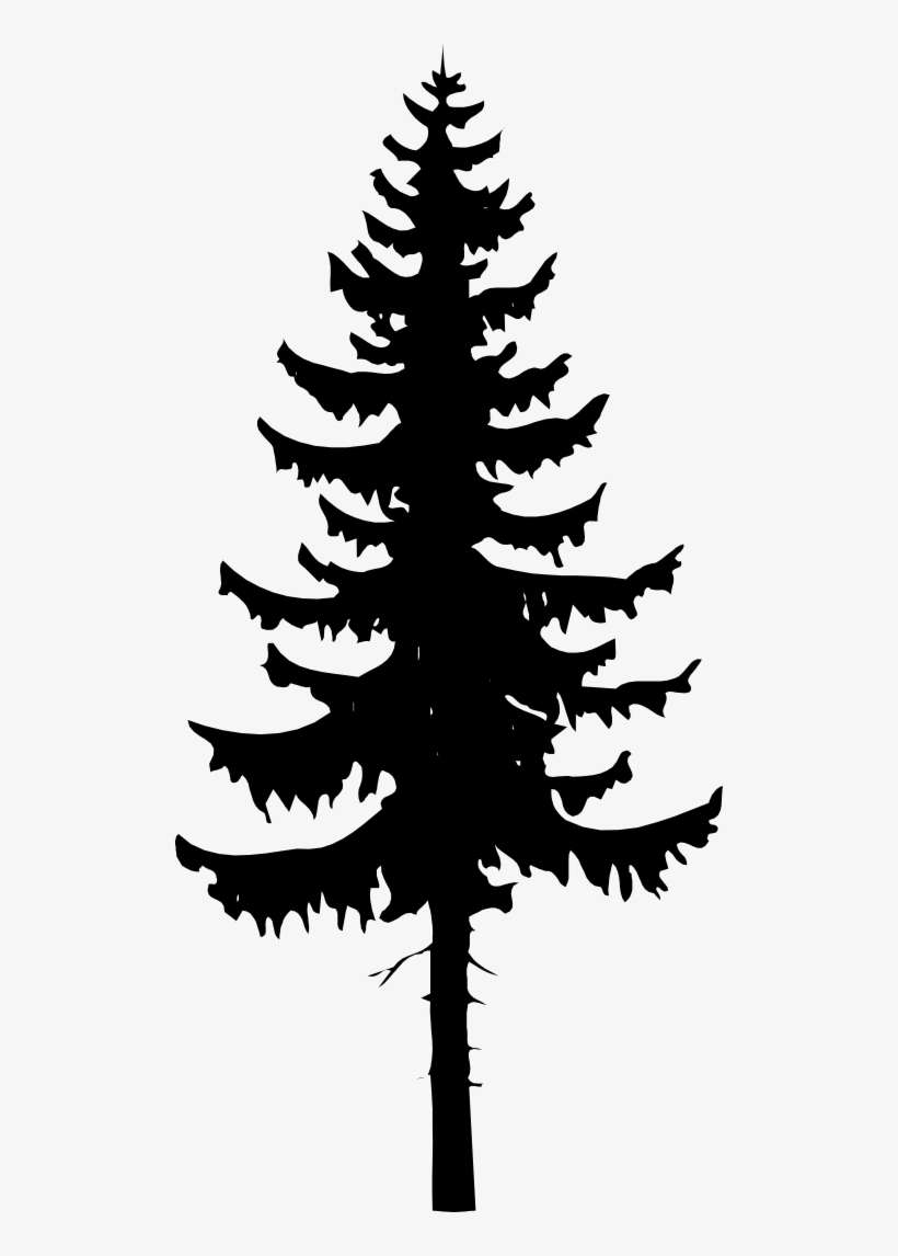 Spruce Conifer - Pine Valley Bible Camp, transparent png download