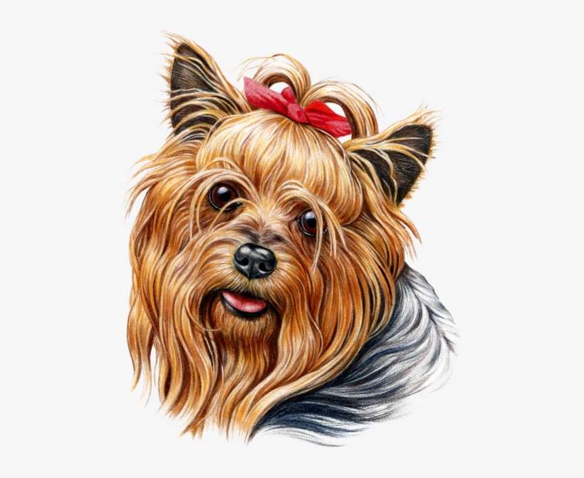 Download Now - Yorkshire Terrier Head Png, transparent png download