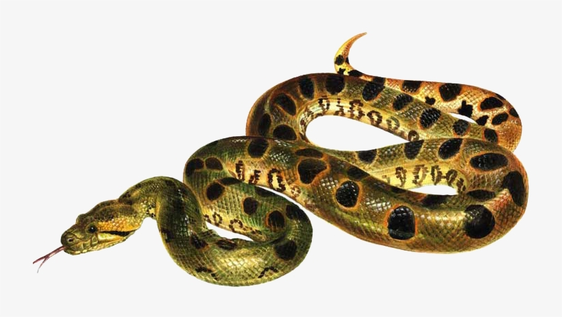 Imagen De Serpiente Sin Fondo, transparent png download
