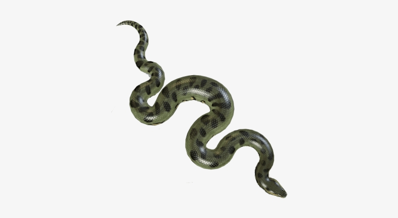 Free Png Anaconda Png Images Transparent - Portable Network Graphics, transparent png download