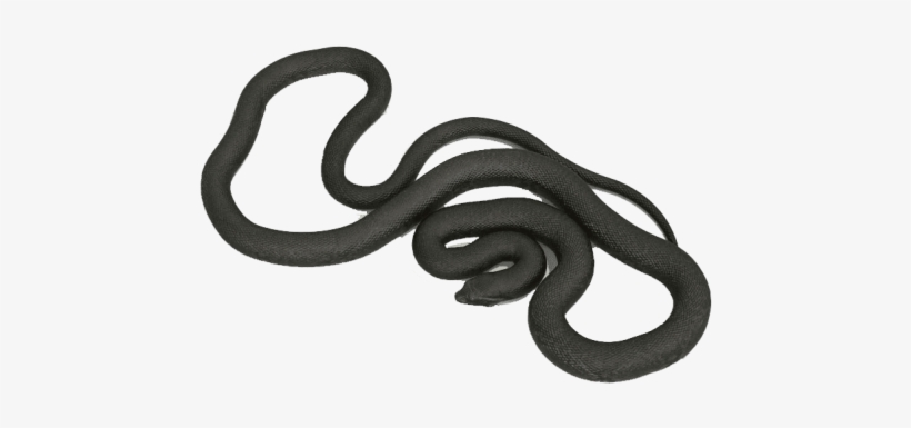 Free Png Anaconda S Png Images Transparent - Smooth Earth Snake, transparent png download