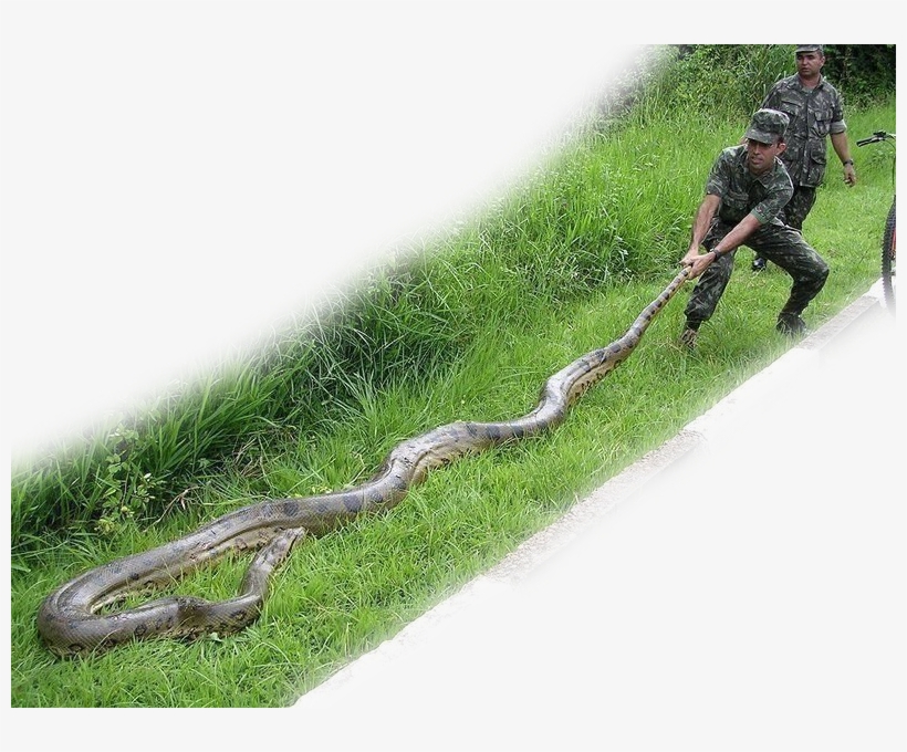 Brazilian Soldiers Tackling A Green Anaconda - Green Anaconda, transparent png download