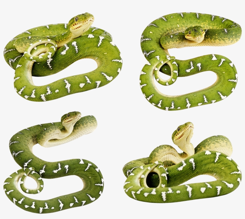 Coiled Snake Drawing - Snakes In The Henhouse, transparent png download