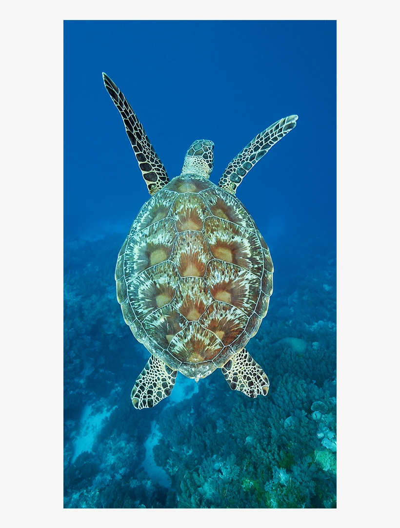 Swimmer - Kemp's Ridley Sea Turtle, transparent png download