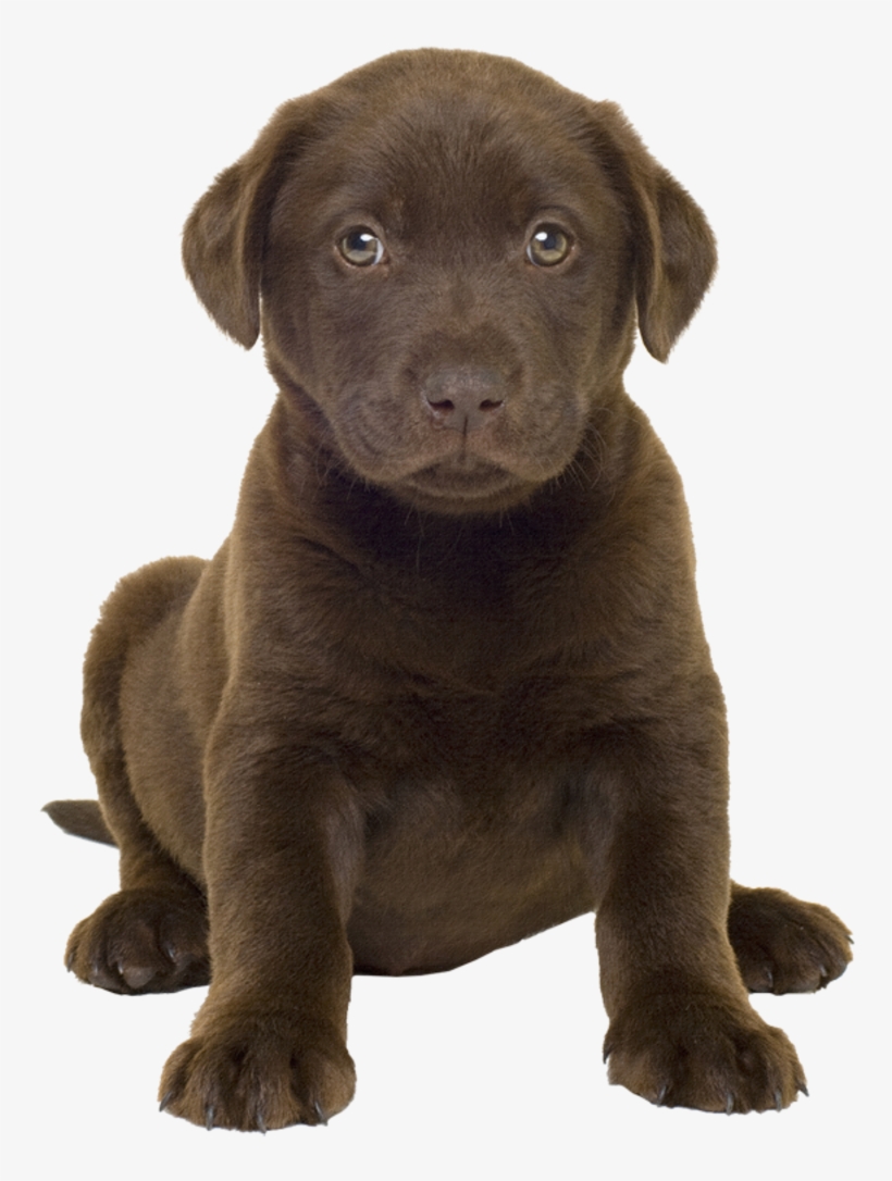 43 2 - Chocolate Lab Puppy Png, transparent png download