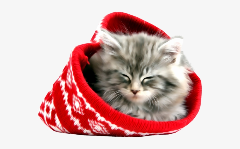 Chat - Photographic Print: Maine Coon Kitten Asleep, transparent png download