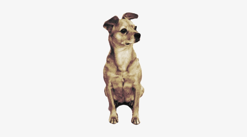 Cute Little Dog Looking Right - Dog Looking Right, transparent png download