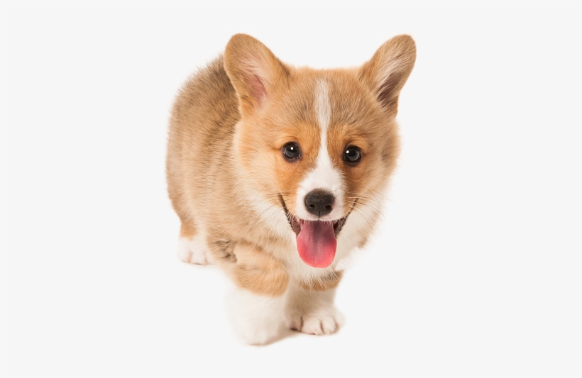 Cute Puppy Png Download - Transparent Background Corgi Png, transparent png download