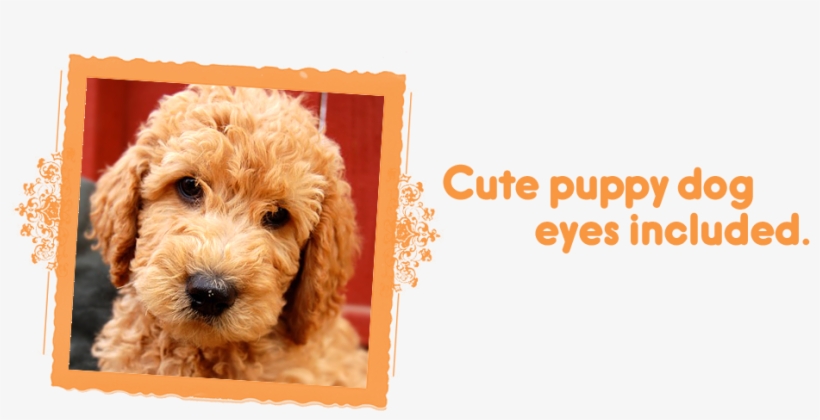 Cute Puppy Dog Eyes Included / Labradoodle Puppies - Labradoodle, transparent png download