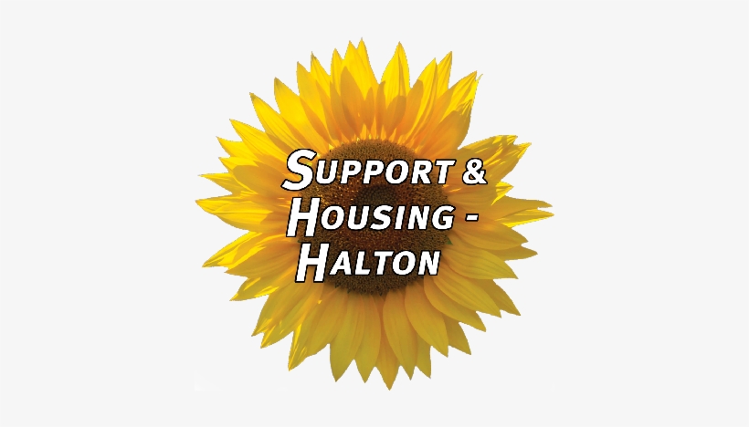 Shh Sunflower - Support And Housing Halton, transparent png download