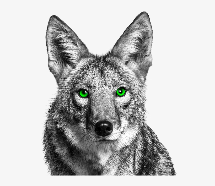 Green Eyed Brad - Coyote With Green Eyes, transparent png download
