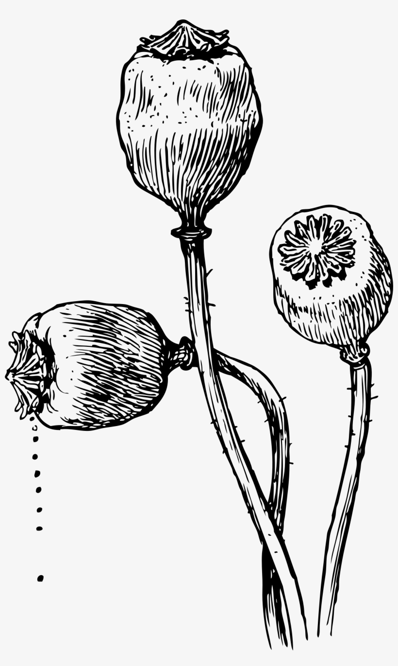 Poppy Seeds I Love This Engraving - Opium Clipart, transparent png download
