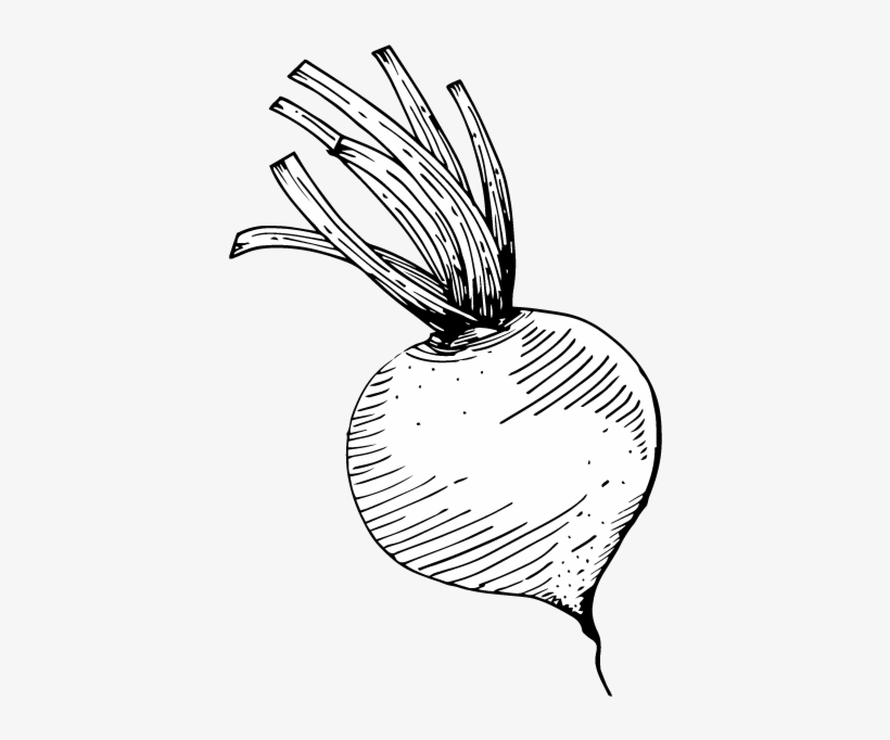 Central Coast Nutritionist Turnip - Turnip, transparent png download