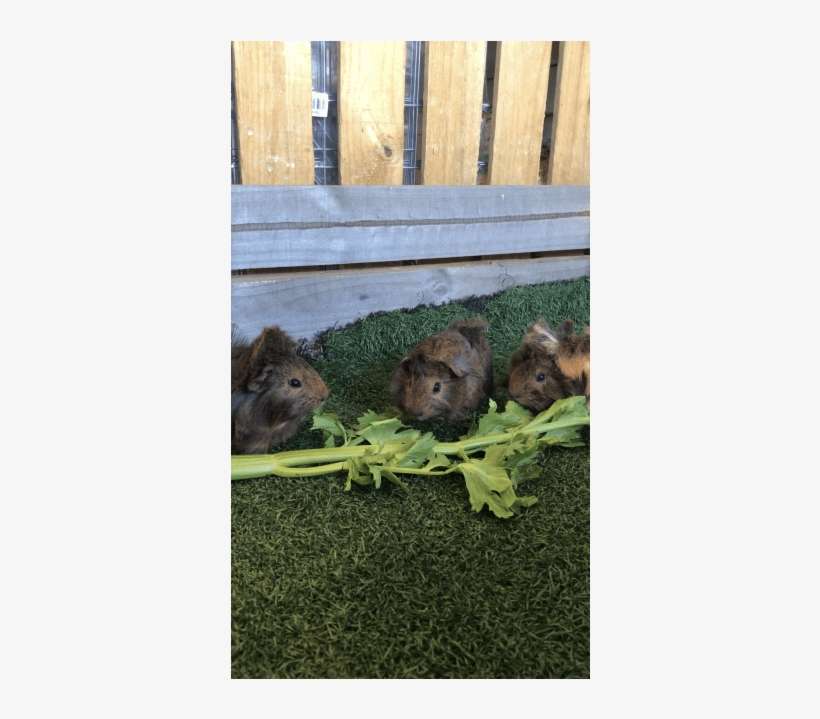 Photo Of Baby Guinea Pigs - Guinea Pig, transparent png download
