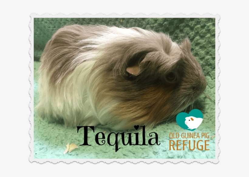 Photo Of Tequila - Guinea Pig, transparent png download