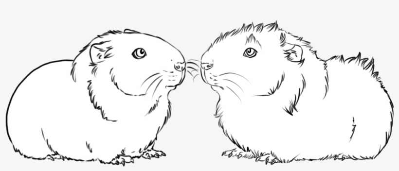 Rodent, transparent png download