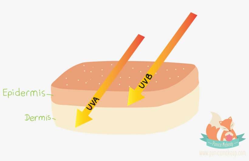 Clip Things You Must Know Before Wearing - Fast Food, transparent png download