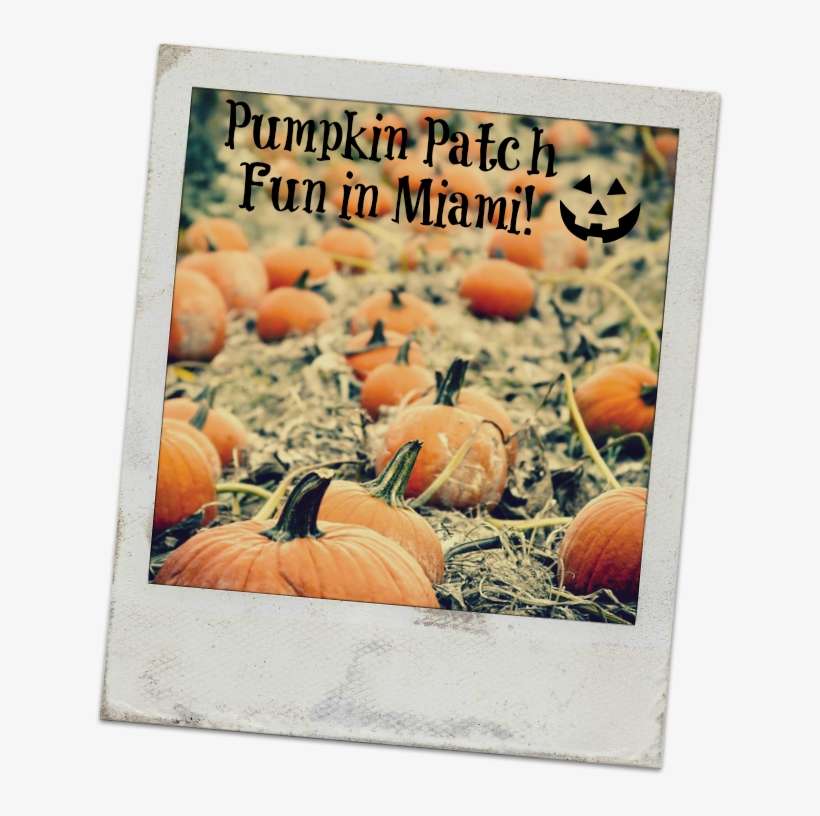 If You're Visiting Miami In October, Take Advantage - Pumpkin, transparent png download